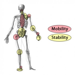 Joints of the body that need stability or mobility